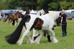 SIAL2703