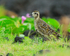 Pacific Golden Plover (non-breeding), Hawaii