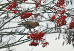 Waxwing