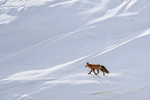 Red Fox walks across snowfield, Hayden Valley, Yellowstone