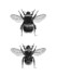 Bumblebee Combo