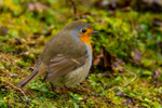 robin Erithacus rubecula-7165
