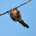 Long-tailed Tit