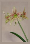 Hippeastrum 'Giraffe' 1
