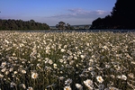 Daisy Field