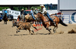 3HRodeo8-11-25_PRCASteer_04881_