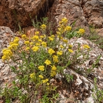 Golden or yellow Alyssum (Alyssum saxatile)