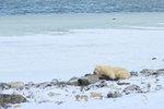 Polar Bear waiting for sea ice to form near Churchill, Canada