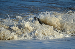 Atlantic Grey Seal