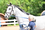 Trot Up 11am to 12pm portfolio