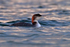 Great Northern Diver (juvenile) at Farmoor Reservoir near sunset