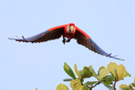 Scarlet Macaw takes of...