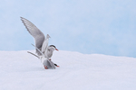 Arctic Tern portfolio