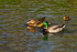 Mallards - River Devon