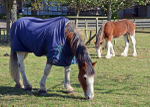 Rachel's Horses 12