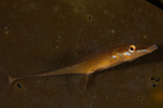 Spinachia spinachia