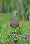 Corncrake