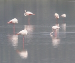 Greater Flamingoes