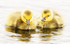 CANADA-GOOSE-GOSLING-PAIR