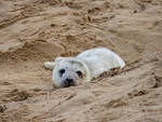 Atlantic Grey Seal