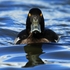 Tufted Duck