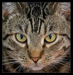 Look Into My Eyes
