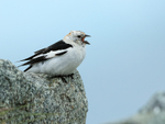 Snow Bunting singing from rock, Jokulsarlon, Iceland