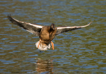 Mallard