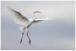 Great White Egret Landing