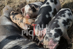 West Show_2014-24