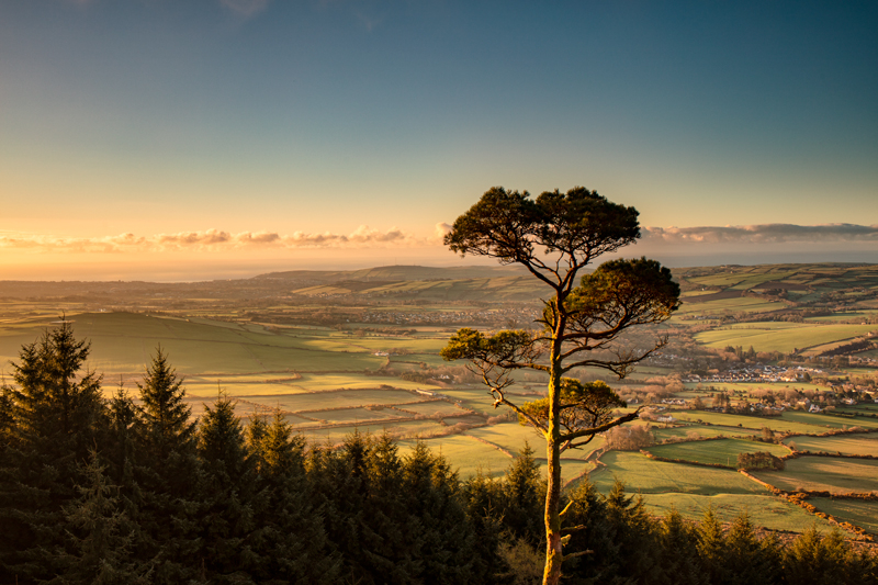 The Treetop View