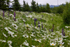 Alaskan Daisies 1