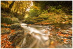 Shimna River, Tollymore (IMG0578)