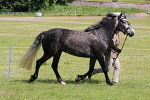SIAL6849