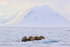Walruses resting on sea ice, Forlandsundet, Spitsbergen, Svalbard