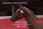 BPP_1235