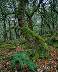 Ancient oak