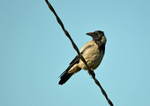 Hooded Crow