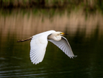 Great White Egret