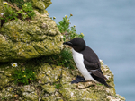 Razorbill