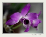 Dendrobium parishii 1