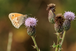 Small Heath (female) feeding on Creeping Thistle, Seacombe, Dorset