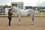 Class 28 - IH Veteran Horse portfolio
