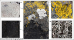 IDA001: Lichens of the Splash Zone