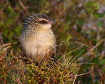 White-browed Coucal perched on top of a bush