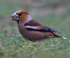 Hawfinch