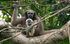 Hoolock Gibbon female with baby
