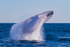 0A3A3903. Humpback Breach 19