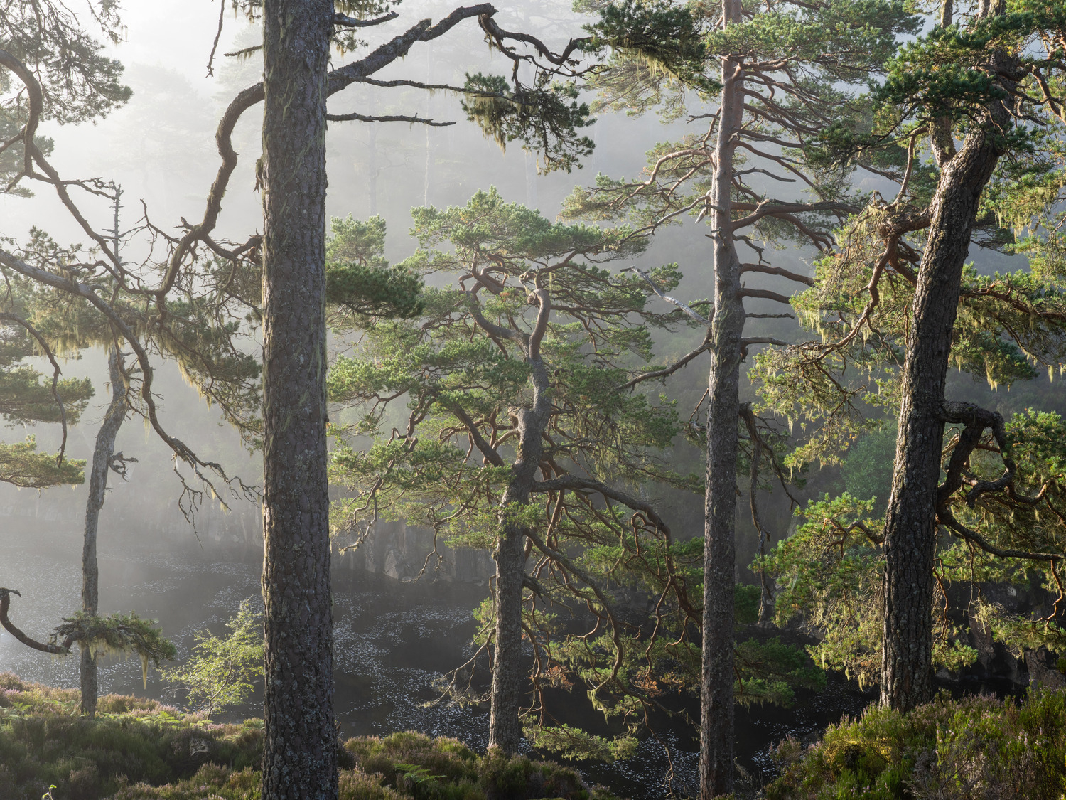 Ancient Scots pine trees at the waterside. There was quite a prehistoric atmosphere on this morning.