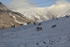 Reindeers 6325